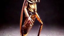 Cockroach funny dance😁😁