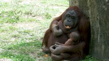 Nace una cría de orangután de Borneo, una especie en peligro crítico de extinción