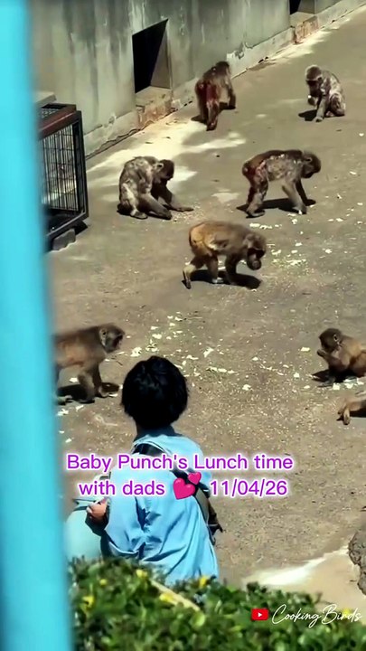 Baby monkey Punch Lunch time | 11 April 2026