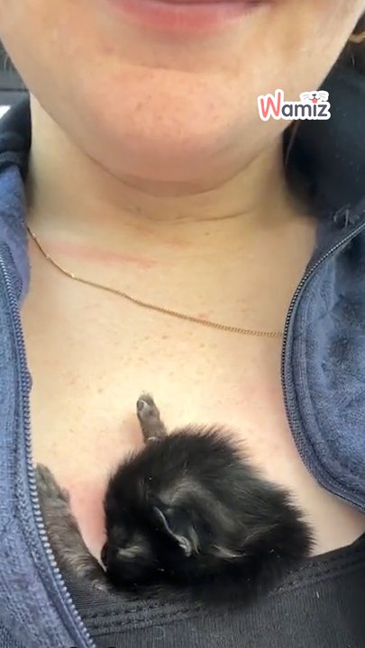 Athènes, a fighting kitten