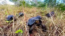 Conservation milestone: captive-bred giant tortoises released to the wild on La Espanola