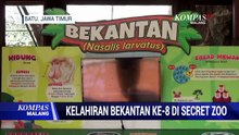 Kelahiran Bekantan ke-8 di Secret Zoo Kota Batu