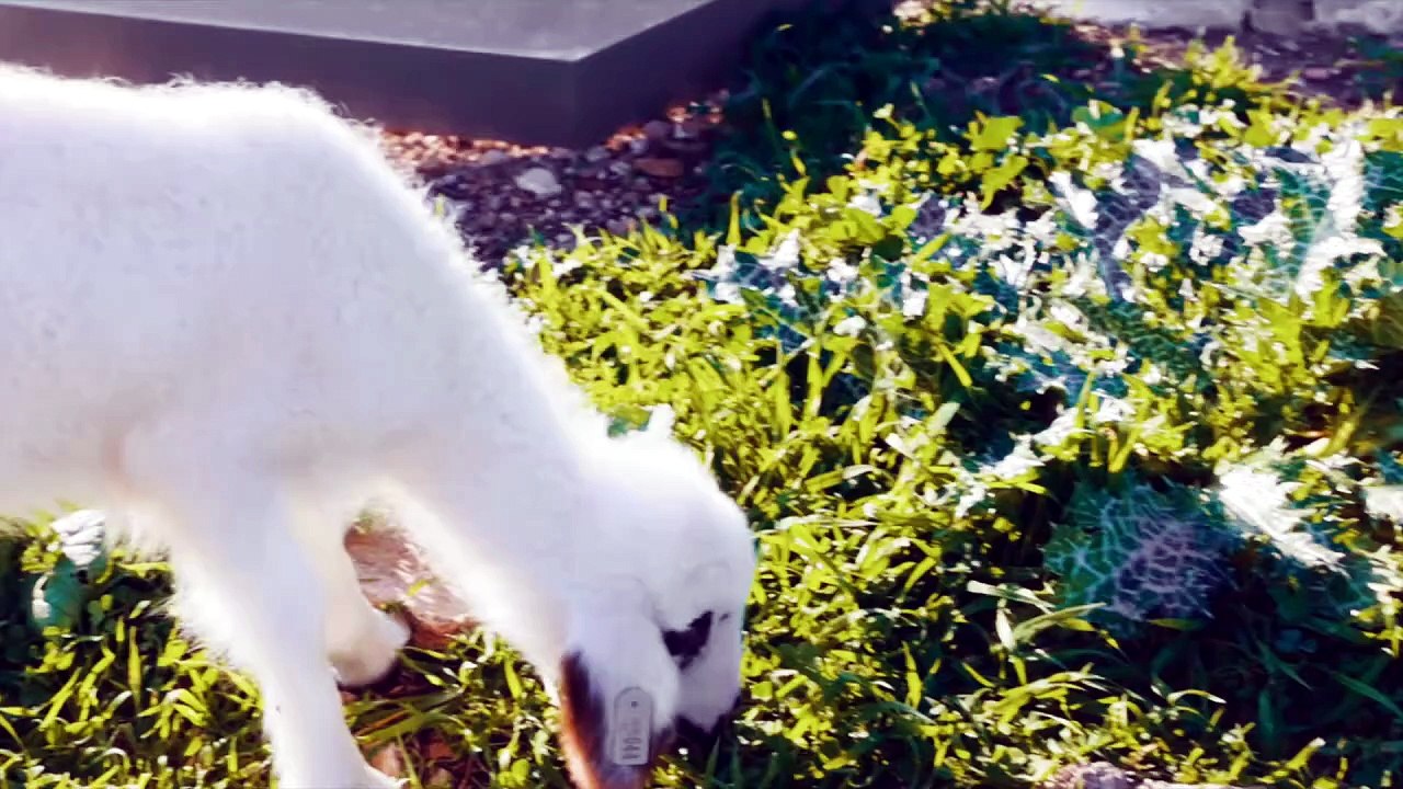 Que Significa Soñar con Cabras - Significado de Soñar con una Cabra