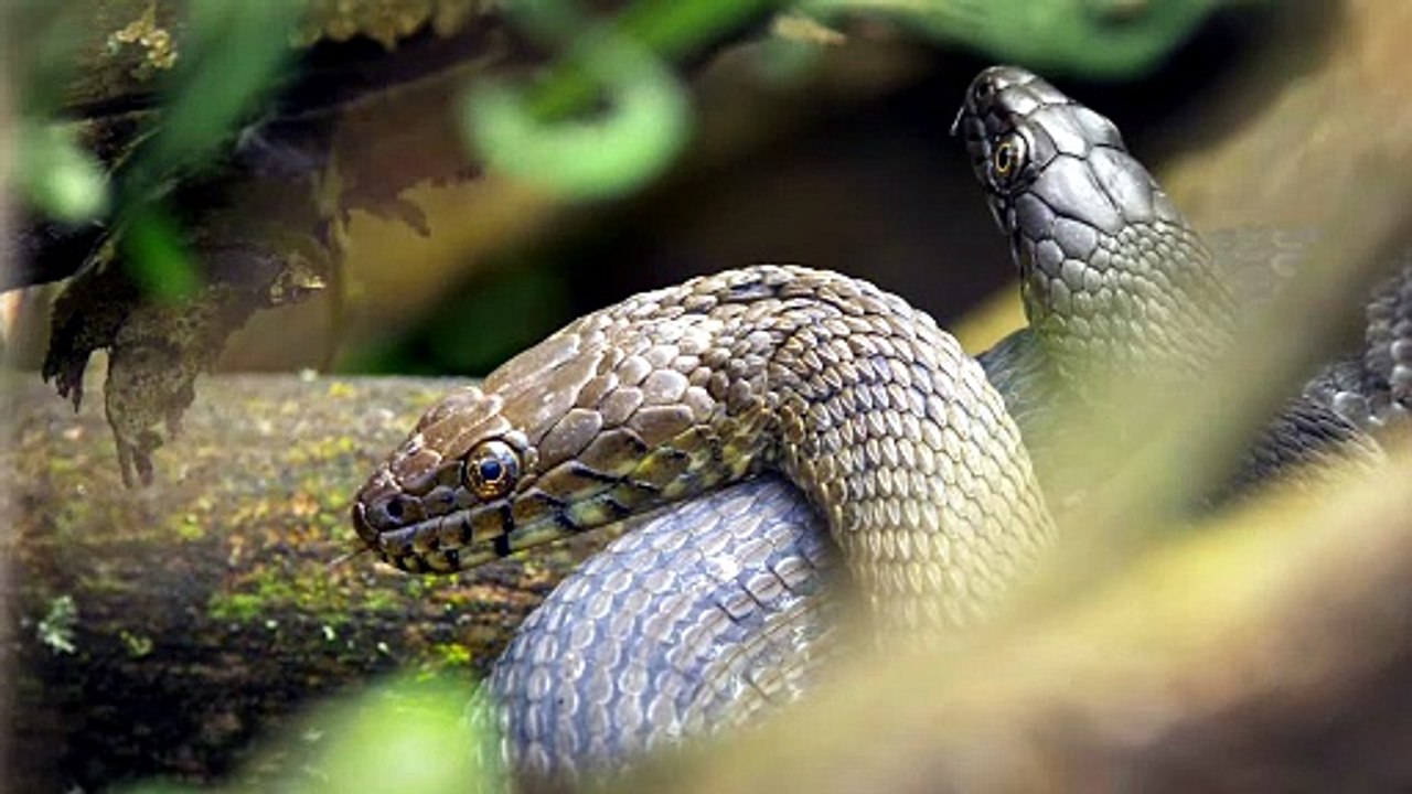 Que Significa Soñar con Víboras - Significado de Soñar con una Víbora