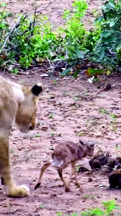 Small Prey Falls to Lion Power