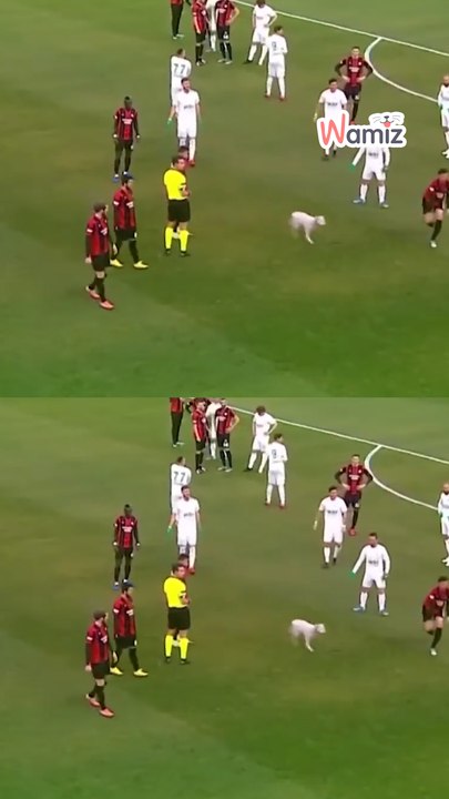 These dogs wanted to play – and didn't wait for permission.