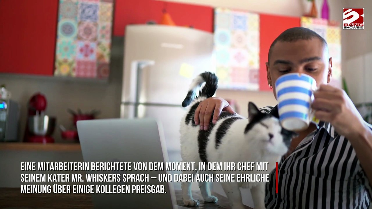 Mitarbeiter 'schreien', nachdem sie peinliches Gespräch ihres Chefs mit seiner Katze mithören