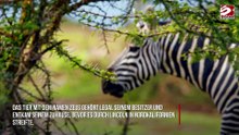 Zebra entkommt aus Zuhause und streift durch Kalifornien