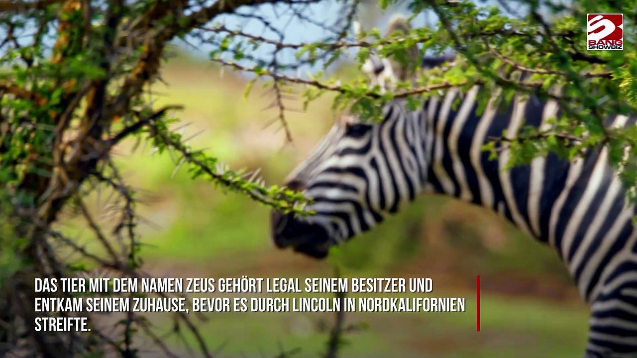 Zebra entkommt aus Zuhause und streift durch Kalifornien