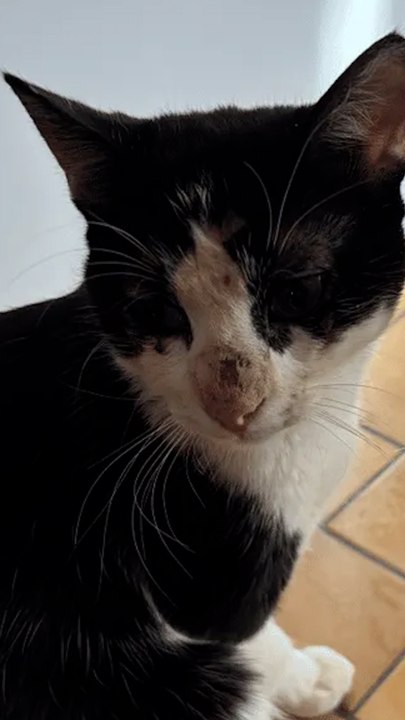 Their cat disappeared one day and has never been the same since.