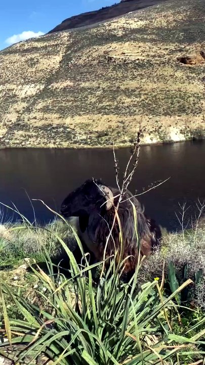 Nature’s Beauty: Grazing by the River 🌊