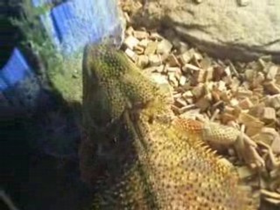 PIGOUNA FAIT  LA SIESTE AU SOLEIL