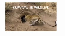 SURVIVAL IN WILD LIFE