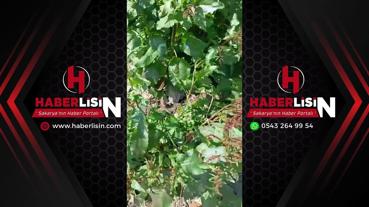 Vidanjörden aktarım yapılırken dikkatsizliğe tepki