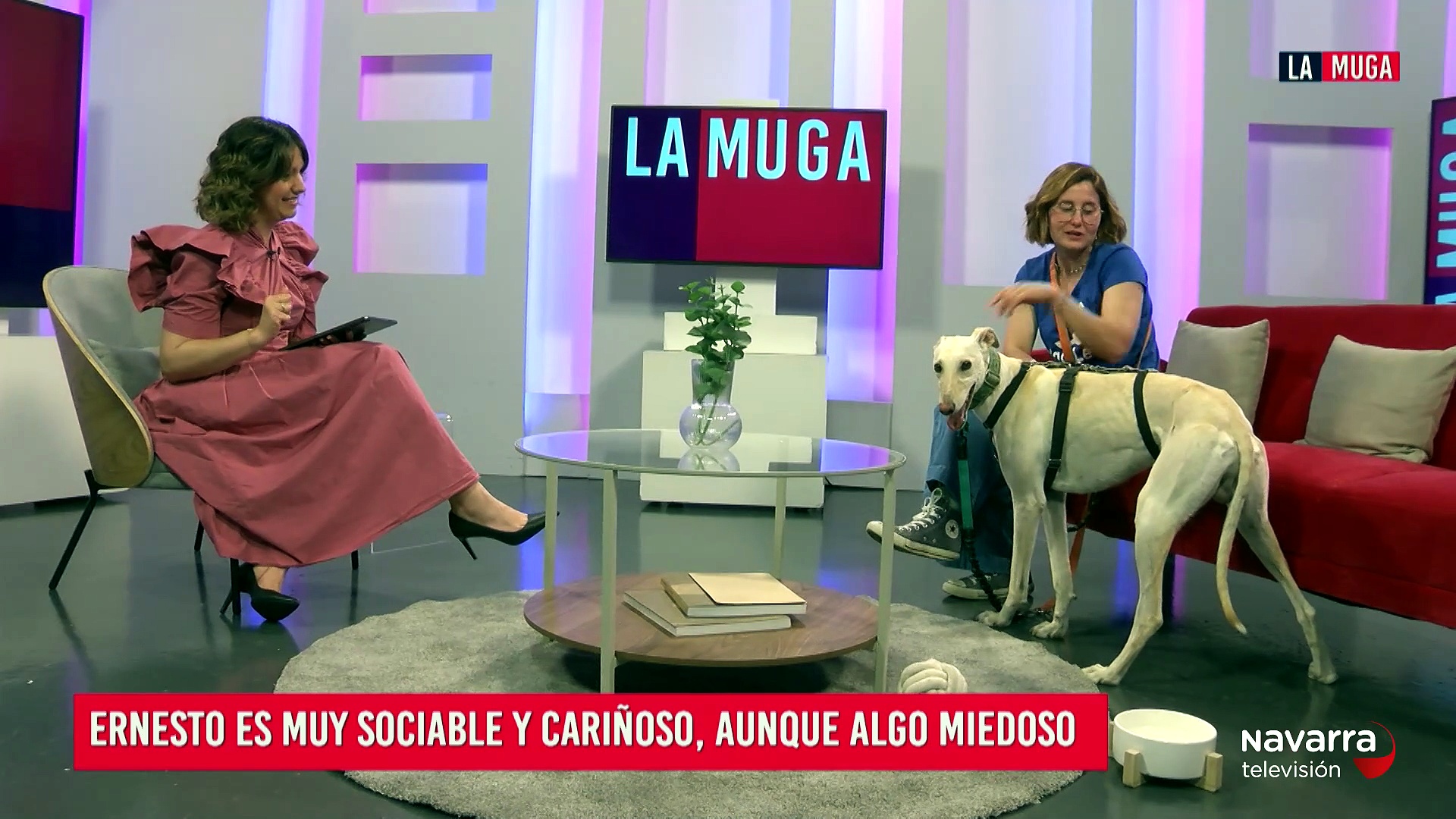 Hoy adoptamos a Ernesto, un galgo de dos años que busca salir de Galgo Leku