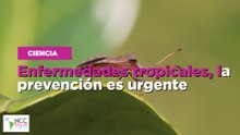 Enfermedades tropicales, la prevención es urgente