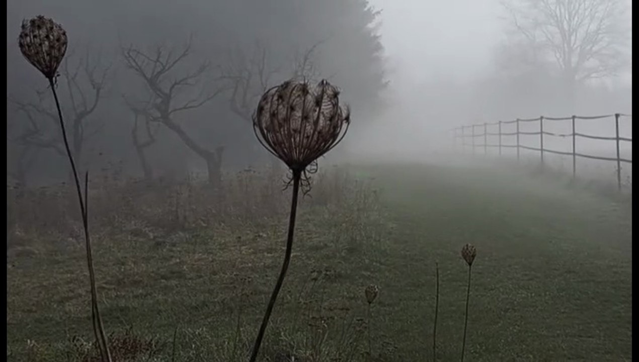 Nebellandschaft am morgen