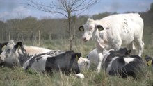 Jeskyns Community Woodlands near Cobham sees cows return to its fields