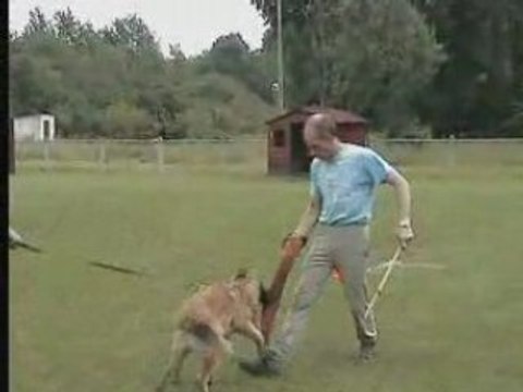 CYRIUS DU MUSHER à 5 mois