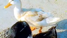 “You Won’t Believe What My Ducks Said to Me!”😳🦆