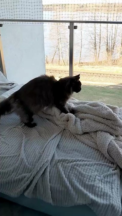 If she worked in a Bakery - her dough would be perfect :) #cats #funnycats #catlovers