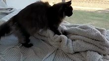 If she worked in a Bakery - her dough would be perfect :) #cats #funnycats #catlovers