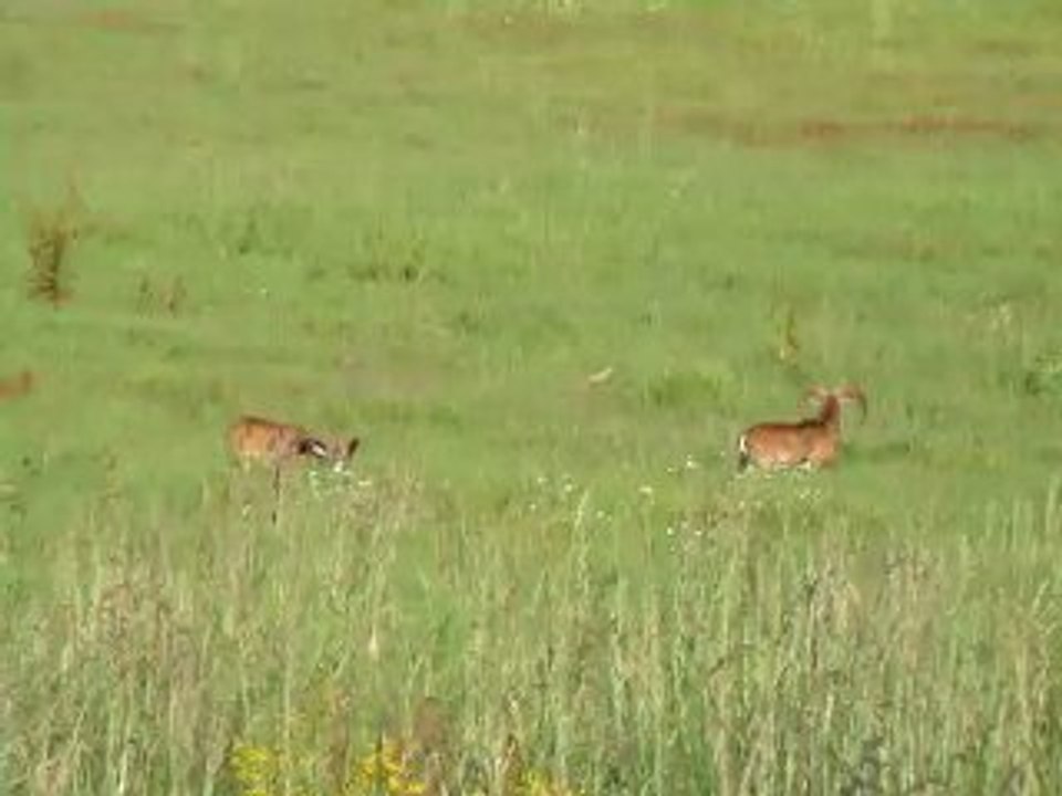 Les mouflons de villac