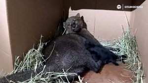 Vídeo: felino ameaçado de extinção e filhotes são monitorados em hospital veterinário de MG