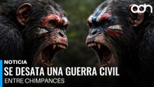 Se desata una guerra civil entre chimpancés y no es una película