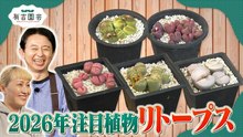 夢が咲く 有吉園芸～Road to start a garden shop～ 今年こそ流行って欲しい！リトープスってどんな植物!？ - 2026年04月14日