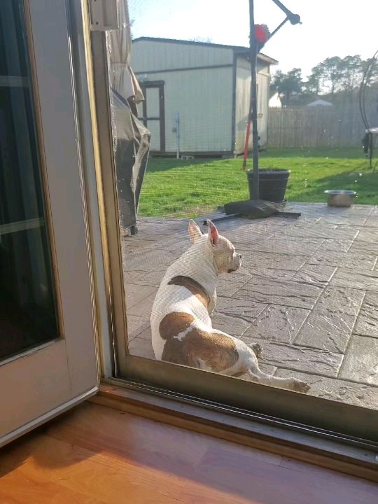 Claw Of Bully Terrier eye color🌟love peace  watch sun  medium-sized, muscular dog known for its loyalty, affectionate nature with humans