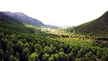 Lush Green Forest And Mountain Landscape On A Sunny Day - aerial shot
