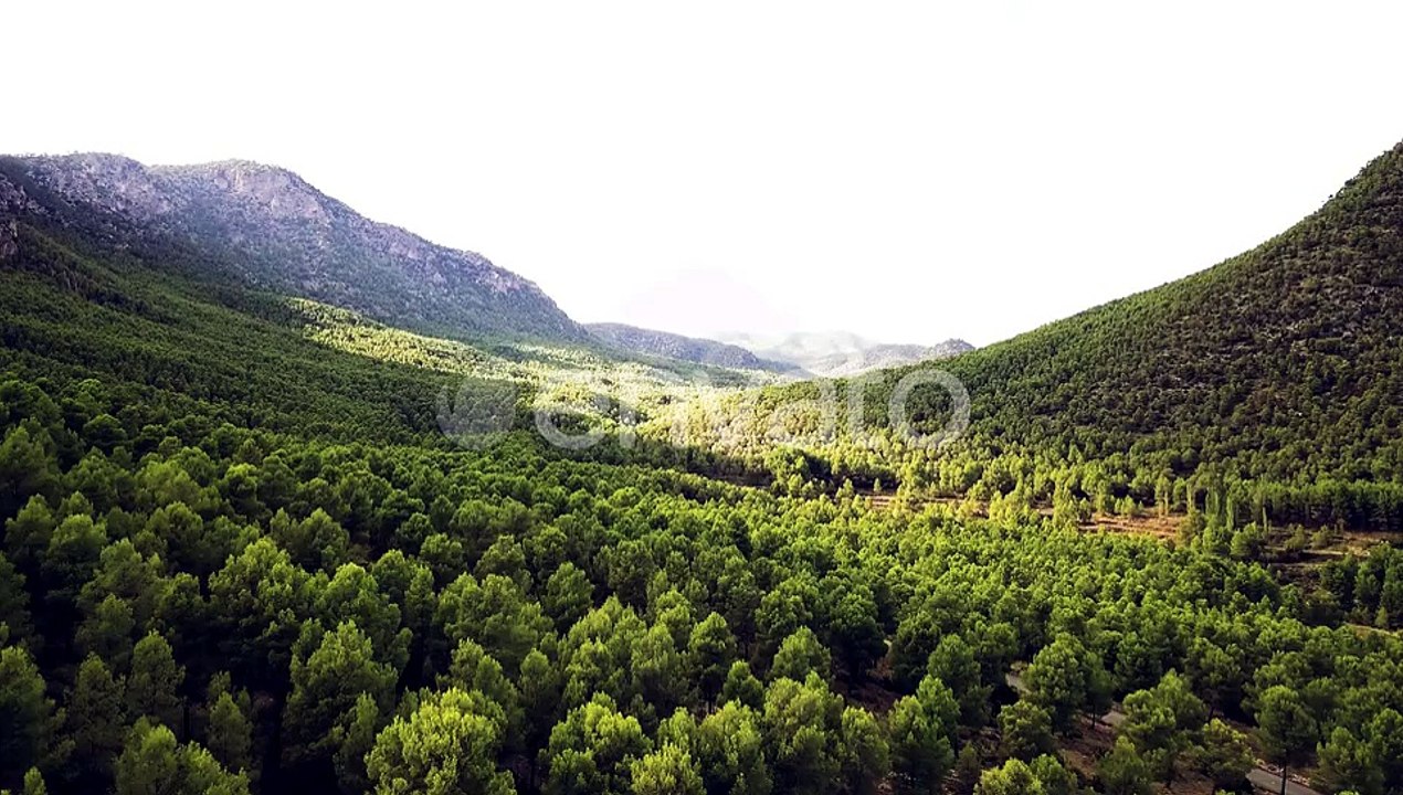 Lush Green Forest And Mountain Landscape On A Sunny Day - aerial shot