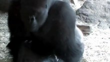 Monkey fucking video viral leck