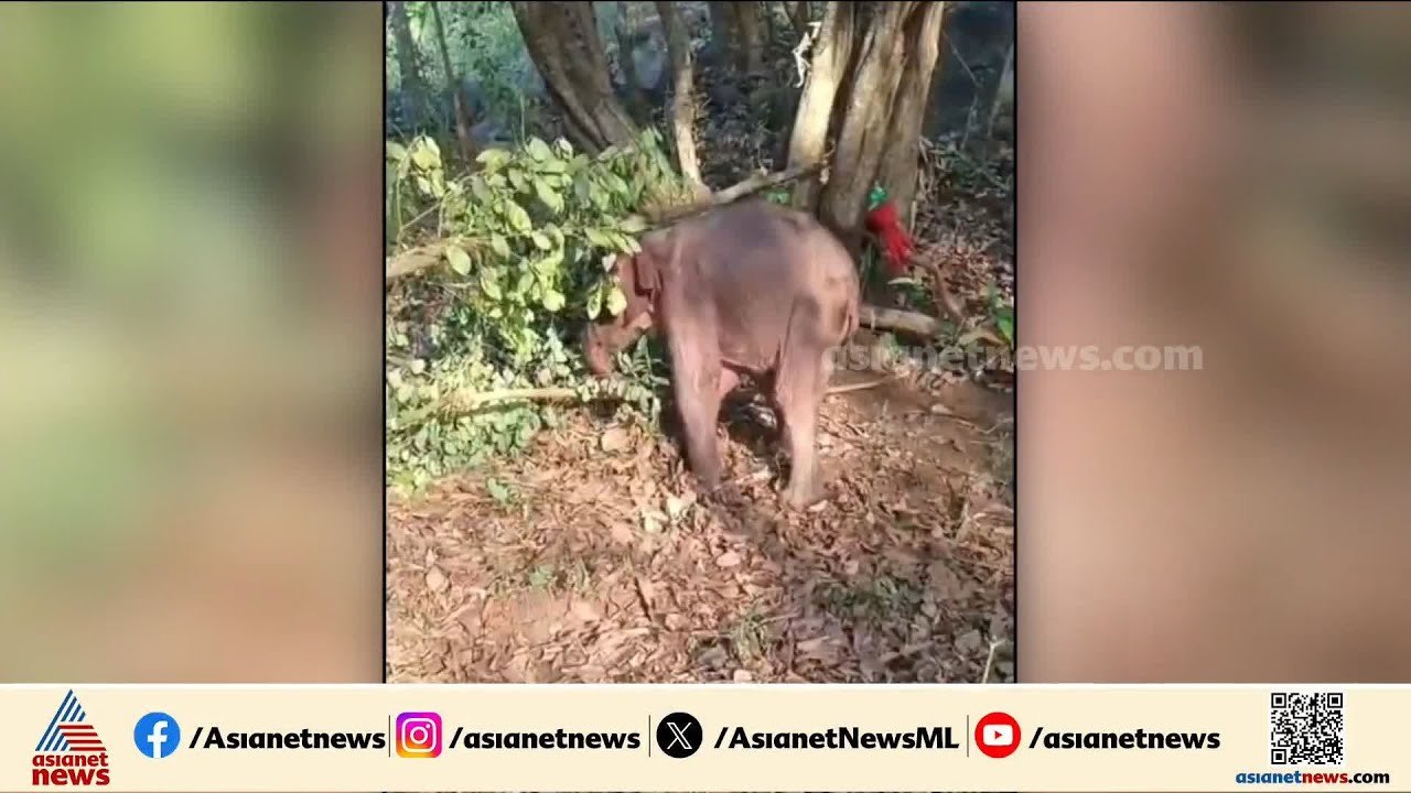 കുട്ടിയാന പാറയിടുക്കിൽ കുടുങ്ങി, അമ്മ കാട്ടിലേക്ക് പോയി; രക്ഷകരായി വനംവകുപ്പ്