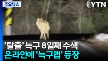탈출 늑대 8일째 수색...온라인선 '늑구맵' 화제 / YTN
