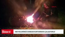 Iğdır'da üreticilerin don nöbeti; çiçek açan kayısı ağaçlarını dumanla koruyorlar