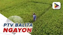 D.A., nakatakdang mamahagi ng ayuda sa mga mangingisda at magsasaka sa bansa