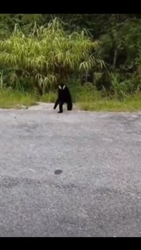 This white cheeked gibbon doesn’t want to be filmed