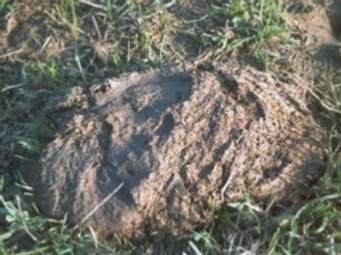 la cabane au fond du jardin