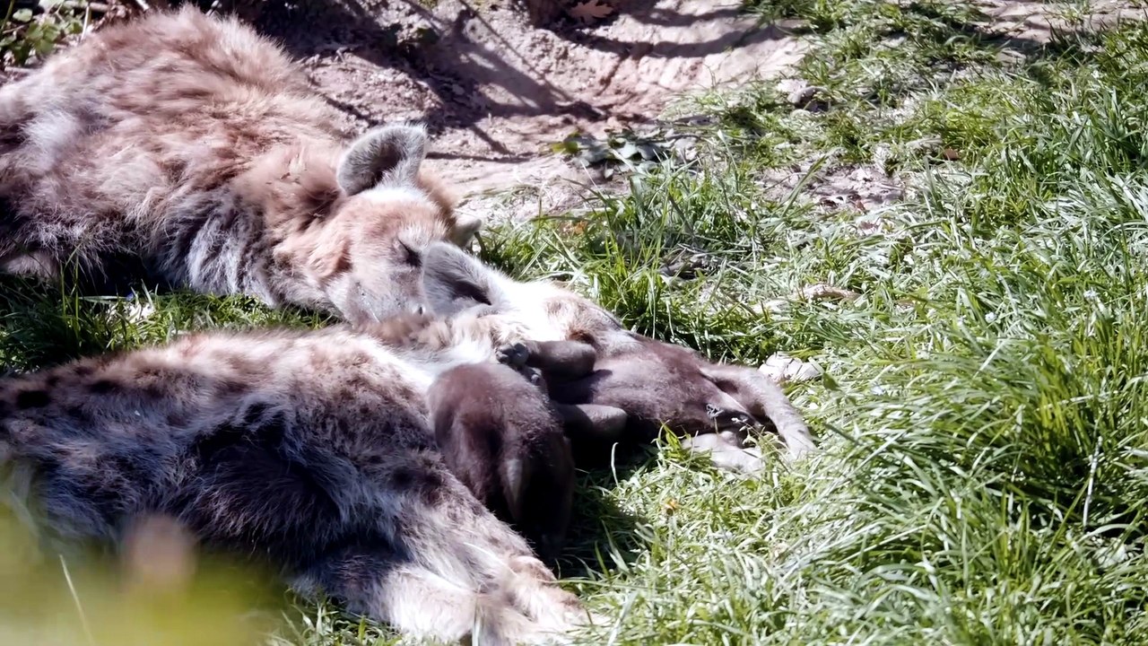 Les bébés hyènes en train de jouer.
