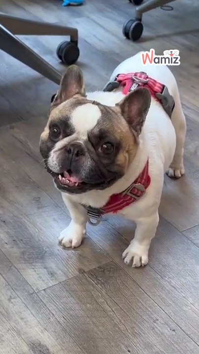 Cuando los expertos tienen algunos intereses "ocultos"... 🐶❤️