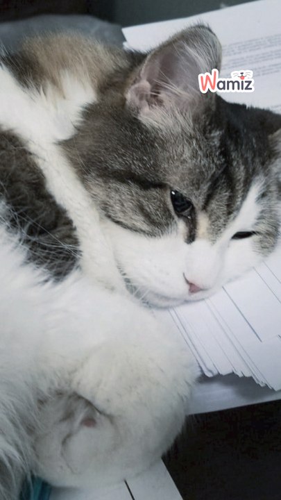 😿💛 Este gato parecía saber se acercaba el final... Y estaba allí para ofrecer consuelo y compañía.