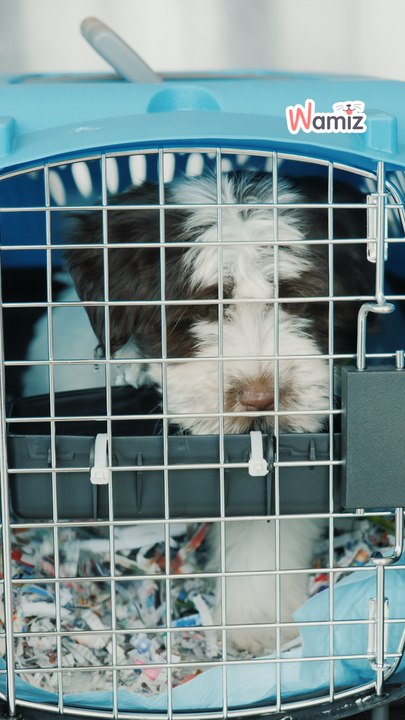 Las salidas se multiplican, pero algunos animales se quedan atrás... 💔🐶🐱