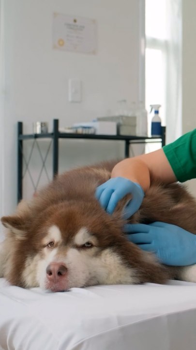 🚨 ALERTA: ¡El parvovirus se está extendiendo!
