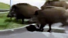 Já vimos de tudo. Vídeo viral mostra robô a afugentar javalis na Polónia
