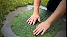 Cement Leaf Path DIY | Turn Real Leaves into Garden Stepping Stones #DIYGarden #GardenPath #CementDIY #SteppingStones #OutdoorDecor #GardenIdeas #CreativeDIY #HomeGarden #LandscapeDesign #CraftlyDIY