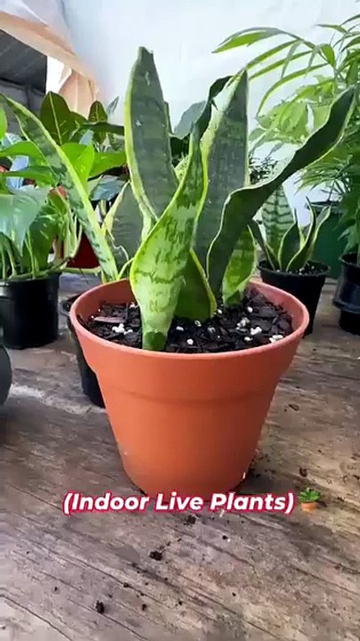 Best Easy Care Indoor Plants for a Fresh & Stylish Home