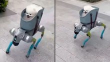 China’s Robot Dog Walker is Peak Irony (The One Thing Dogs Actually Need)