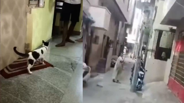 Cat Parenting Dispute In Bengaluru Ends With Police Mediation